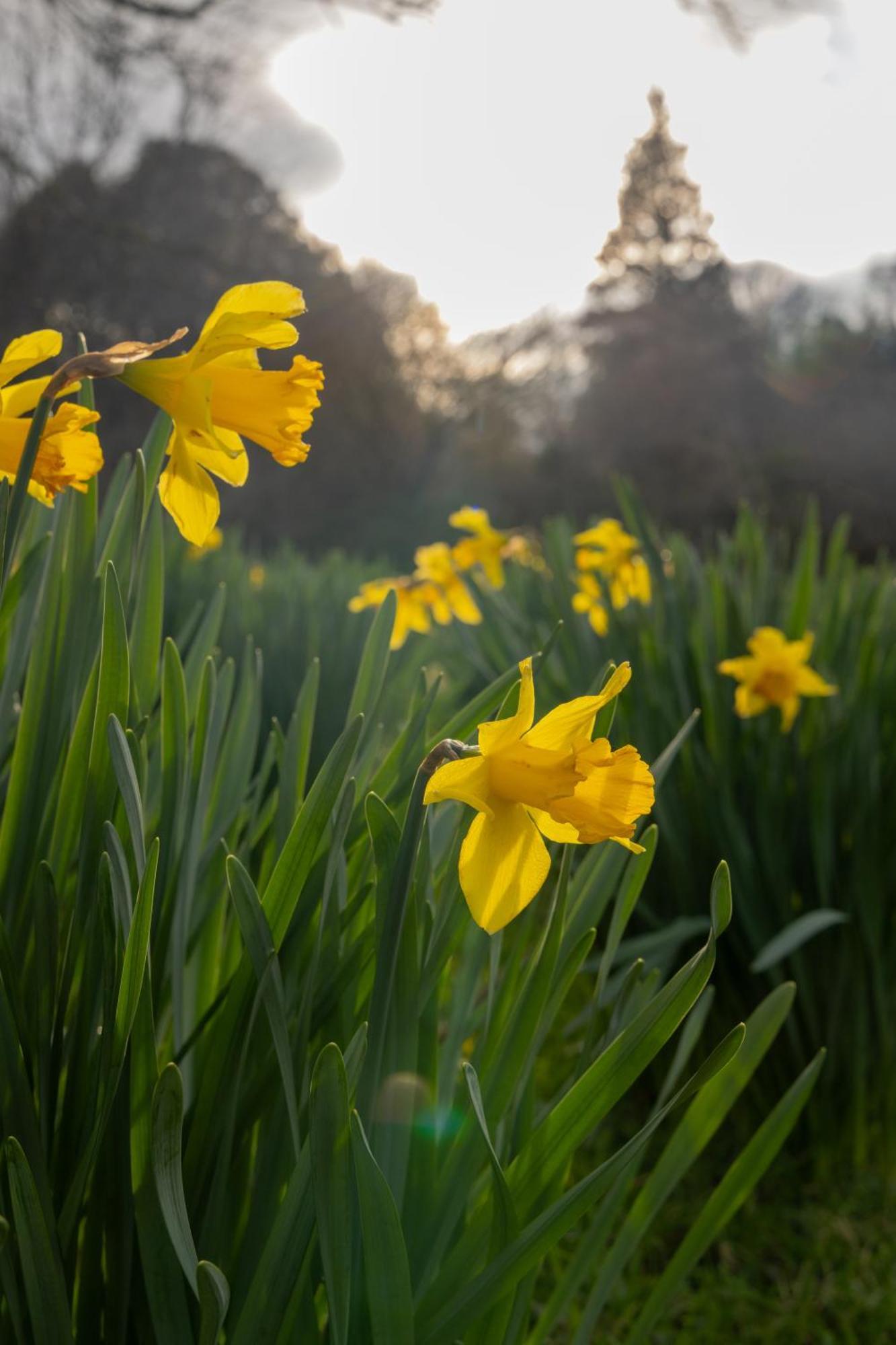 The Forest At Mount Congreve Gardens Kilmeaden Esterno foto